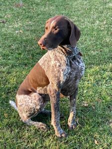 un chien brun et blanc assis dans l'herbe dans l'établissement CHATEAU DU GO, à Albi