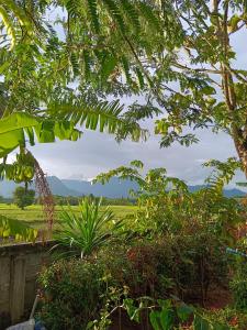 a view of a field from under a tree at 4 seasons mini house in Nakhon Si Thammarat