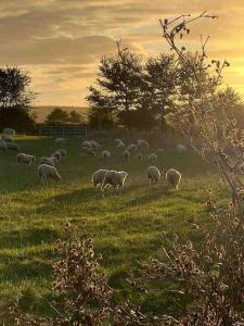 Foto dalla galleria di The Cabin a Preston