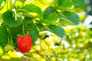 Afbeelding uit fotogalerij van Casa das Castanhas - near Gerês in Braga +76 foto's