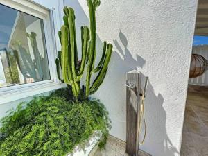 a cactus sitting on the side of a window at Villa la Folie Douce, luxury and serenity, Orient Bay in Orient Bay