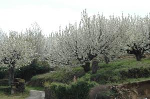 A garden outside Hostal Yuste
