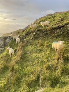 a herd of sheep standing on a grassy hill at An Nead in Muckros