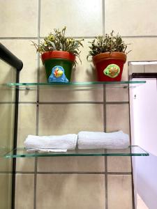 ein Glasregal mit drei Topfpflanzen darauf in der Unterkunft Barreirinhas - Casa no Condomínio dos Jipeiros in Barreirinhas