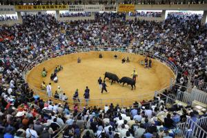 una gran multitud de personas viendo una corrida de toros en una arena en Hotel Harbor, en Agena
