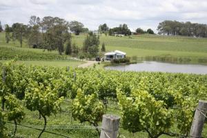 a view of a vineyard with a house in the background at Lovedale Lakehouse Vineyard in Lovedale