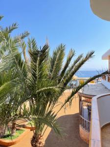 a palm tree on the beach with the ocean in the background at Shams Hotel & Dive Centre in Dahab