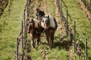 Um homem a arar um campo com dois cavalos. em Agriturismo Gli Archi em Fauglia