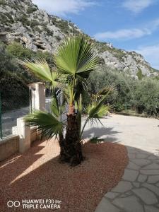 a palm tree in the middle of a courtyard at Chambre d'hôtes et Spa en Luberon in Volx