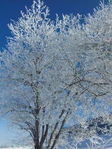 un albero ricoperto di gelo con un cielo blu di Gites de la Planta a Le Bouilly