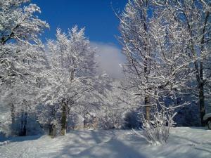 een groep bomen bedekt met sneeuw bij Gites de la Planta in Le Bouilly