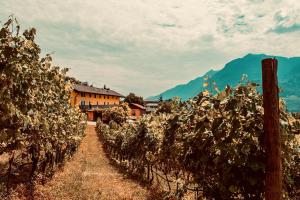 a row of vines in a vineyard with a building at Agriturismo Mas dei Chini in Trento