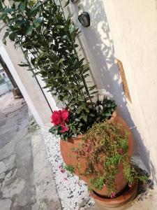 a couple of potted plants on the side of a building at Relax Santa Cecilia in Gravina in Puglia