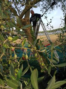 een man op een ladder in een boom bij Il Podere di Sole in Roccastrada