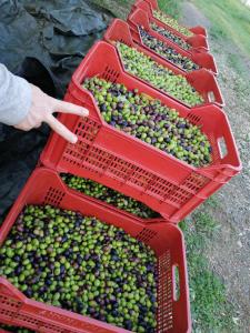 vier rote Körbe voller grüner Oliven auf dem Boden in der Unterkunft Il Podere di Sole in Roccastrada