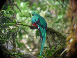 a green bird sitting on a tree branch at Monteverde Lodge & Gardens in Monteverde Costa Rica