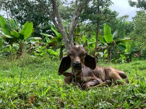 una cabra marrón tirada en la hierba en La Muñequita Lodge 2 - culture & nature experience, en Palmar Sur