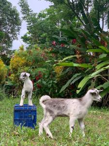 two goats standing on top of a blue crate at La Muñequita Lodge 2 - culture & nature experience in Palmar Sur