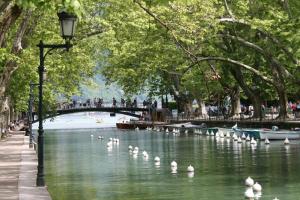 a flock of swans on a river in a park at Le Rousseau - Beautiful studio in Old Town in Annecy