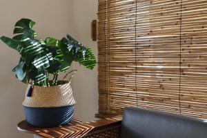 una planta sentada en una mesa junto a una ventana en 3B Wellness Hostel en Playa del Carmen