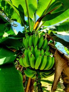 Ein Haufen grüner Bananen hängt an einem Bananenbaum in der Unterkunft La Muñequita Lodge 2 - culture & nature experience in Palmar Sur