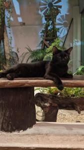 a black cat laying on a wooden bench at The Green Village Boutique Hotel in Playa del Carmen