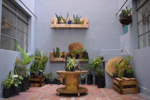 une chambre avec des plantes en pot sur un mur dans l'établissement Serrania Hostal, à Medellín