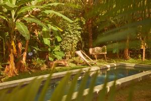 a swimming pool in a garden with a chair next to it at Pousada Peixe do Mato in São Miguel dos Milagres