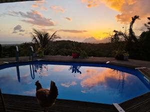 a chicken standing next to a swimming pool at sunset at Chambre chez l'habitant avec piscine privative et vue panoramique sur la mer des caraïbes in Desmarinières