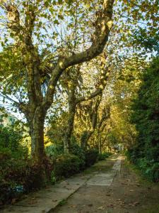 a tree lined path in a park with trees at Hotel Sintra Jardim in Sintra