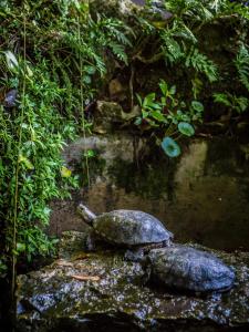 two turtles sitting on a rock in a pond at Hotel Sintra Jardim in Sintra