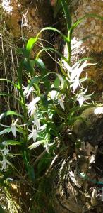 a plant with white flowers on a rock at Chez Framboise in Salazie