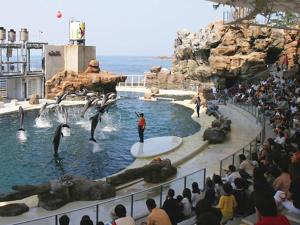 uma multidão de pessoas assistindo uma exibição de pinguins em um zoológico em Kyukamura Takeno-Kaigan em Toyooka