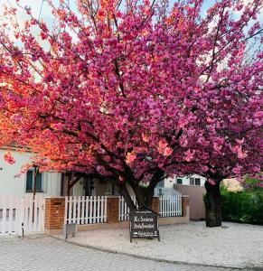 a tree with pink flowers in front of a house at Kis Szárcsa Vendégház in Gárdony