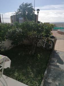rower zaparkowany w trawie obok krzaka w obiekcie Quiet & Bright Apartment with private garden w mieście Maspalomas +4 zdjęcia