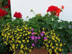 A garden outside Loretz Luzia