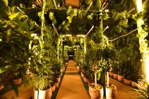 a room filled with lots of plants in pots at ORBI BATUMi SEA VIEW in Batumi