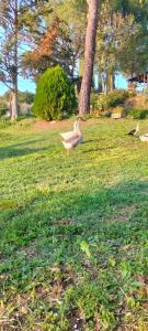 A garden outside L'oca Nera