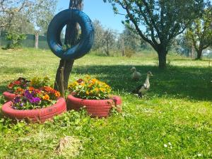 A garden outside L'oca Nera