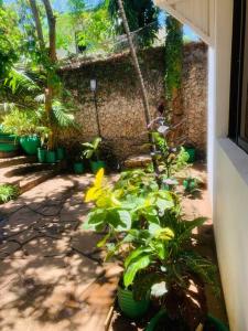 モンバサにあるImani’s homeの庭の花壇