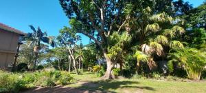 a palm tree in a yard next to a house at The Court House- Ramsgate KZN in Ramsgate