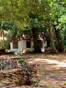 a small house with a thatched roof under trees at Cabañas Pájaro Azul 