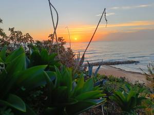 a sunset on the beach with plants in the foreground at Sciascia Apartment in Marina di Palma