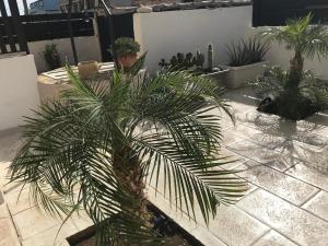 a palm tree in a courtyard with other plants at Scogliera apartments in Avola