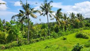 a grassy hill with palm trees in the background at Villa Moselle Bali in Ambengan