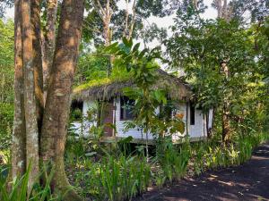 une maison ancienne avec un toit en gazon dans la forêt dans l'établissement El Campito Lodge, à Ayampe