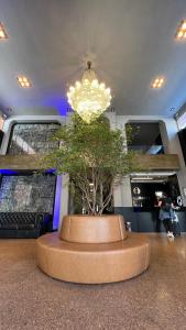 a room with a centerpiece with a tree in it at Aruá Hotel in Presidente Prudente