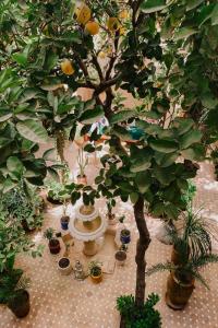 Zahrada ubytování Riad Maison 24
