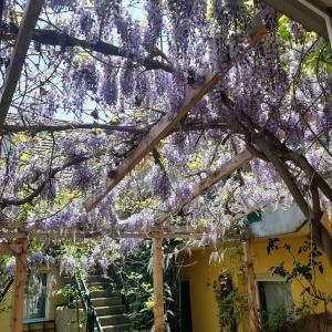 a pergola covered in wisteria in front of a house at Studio in Altstadthaus in Sankt Veit an der Glan