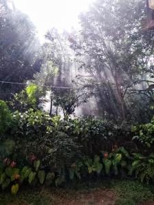 a garden with a bunch of plants and trees at Hiru Resort Inn Unawatuna in Unawatuna